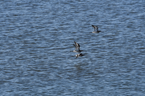 Black-tailed Godwit
