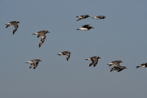 Black-bellied Plover