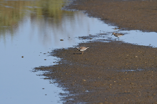 Common Ringed Plover
