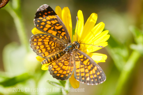 Arizona Checkerspot