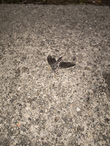 Convolvulus Hawkmoth