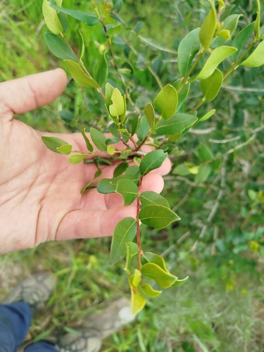Myrcianthes cisplatensis
