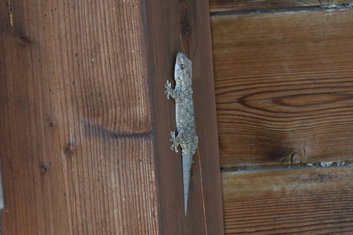Moorish Gecko