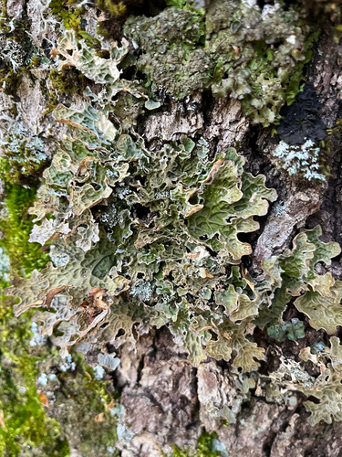 Tree Lungwort