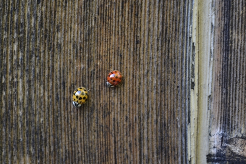 Asian Lady Beetle