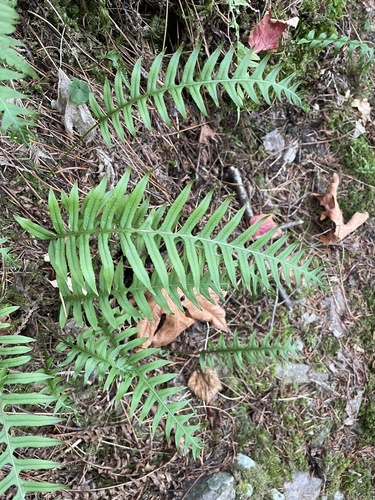 licorice fern
