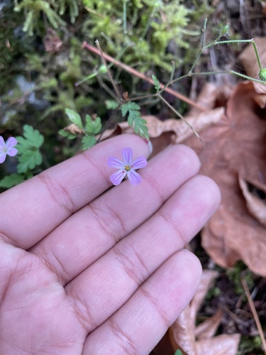 Herb Robert