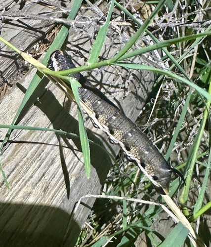 Convolvulus Hawkmoth