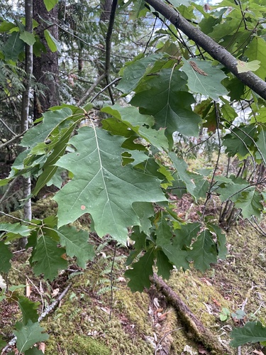 northern red oak