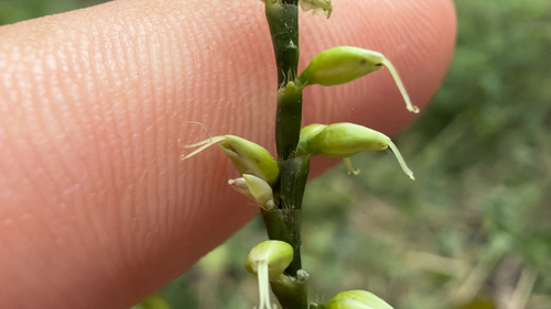 American jumpseed