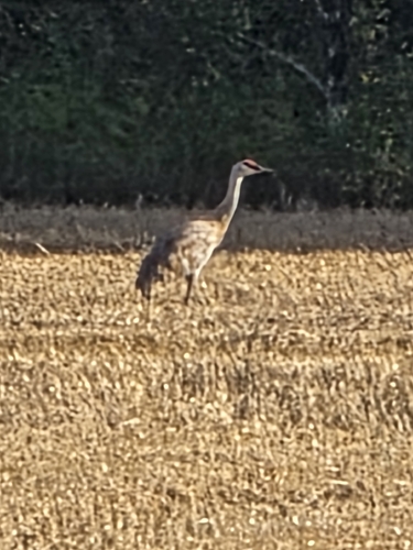 Sandhill Crane