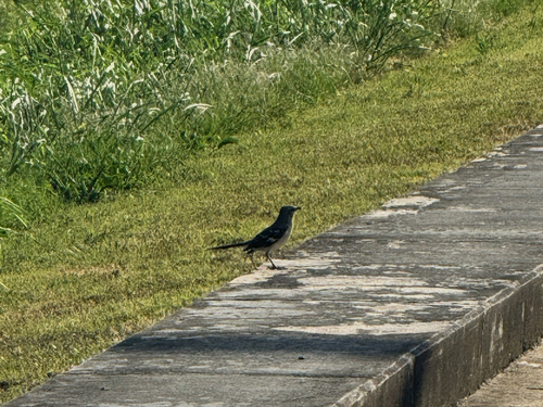 Northern Mockingbird