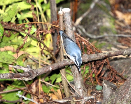Red-breasted Nuthatch