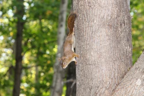 American Red Squirrel