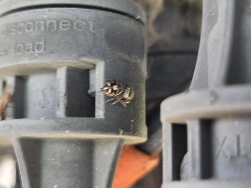 Bold Jumping Spider