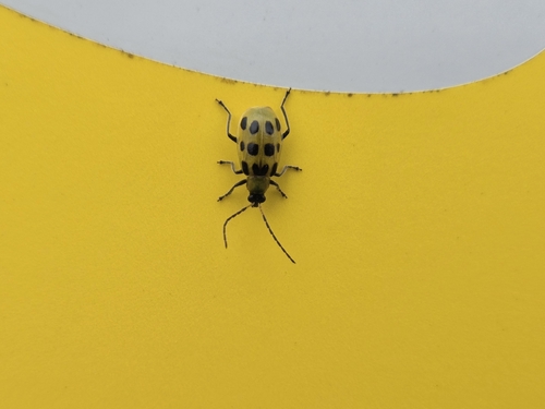 Spotted Cucumber Beetle