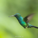 Blue-chinned Sapphire - Photo (c) Marcelo Maux, all rights reserved, uploaded by Marcelo Maux
