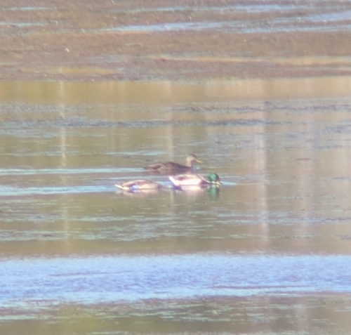 American Black Duck