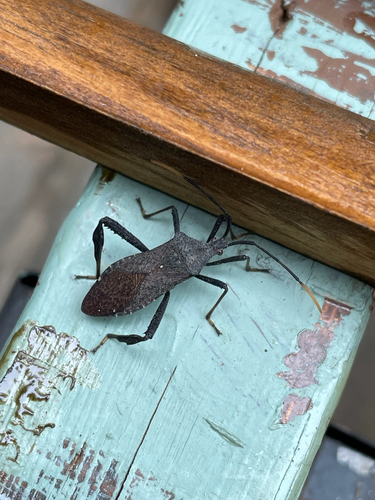 Acanthocephala terminalis
