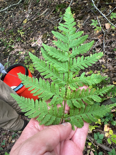 spinulose wood fern
