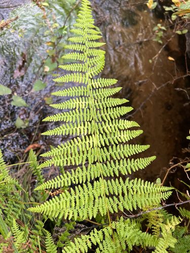 hay-scented fern