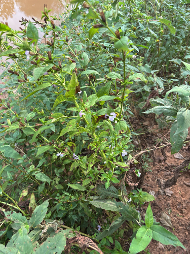 sharpwing monkeyflower