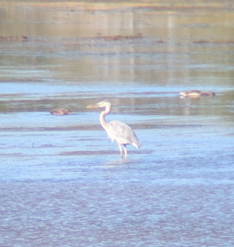 Great Blue Heron