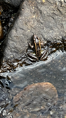 Pickerel Frog