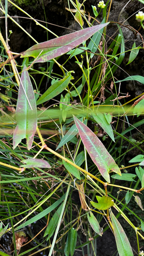 arrow-leaved tearthumb