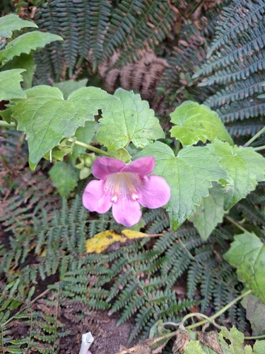 Creeping Gloxinia