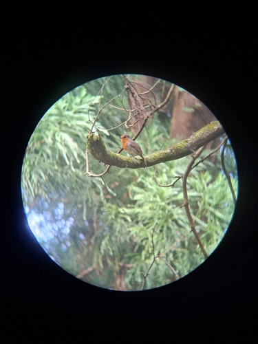 European Robin