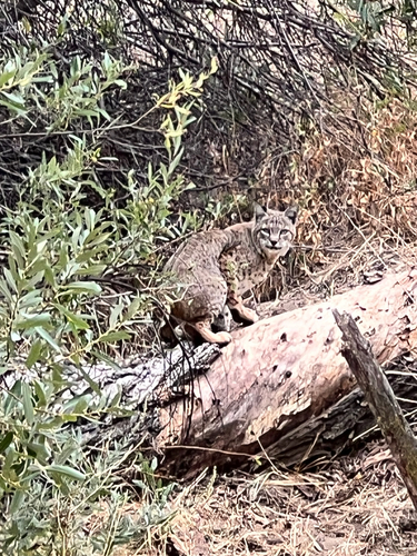 Bobcat