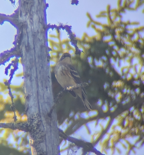 Yellow-rumped Warbler