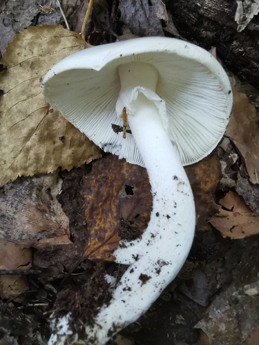 Amanita amerivirosa