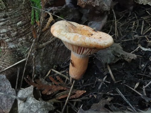 Lactarius thyinos