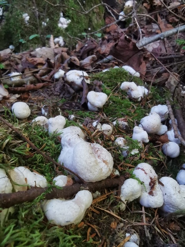Aborted entoloma