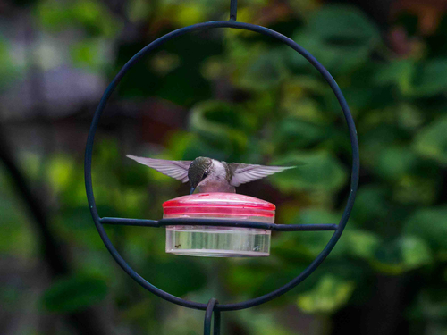 Ruby-throated Hummingbird
