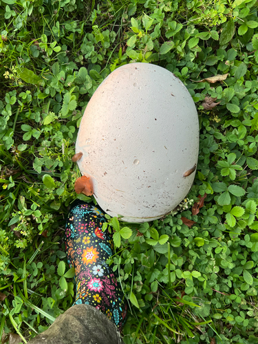 giant puffball