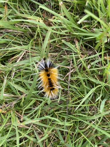 Spotted Tussock Moth