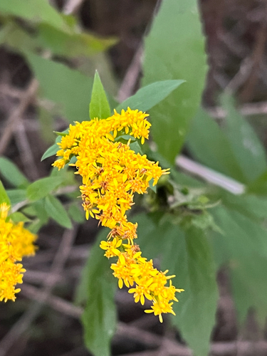 common wrinkle-leaved goldenrod