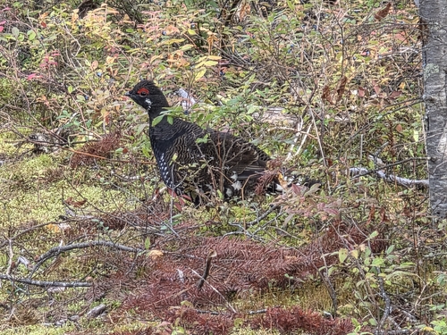 Spruce Grouse
