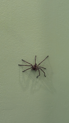 Giant Crab Spider