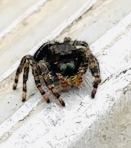 Bold Jumping Spider