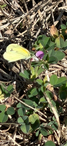Dainty Sulphur