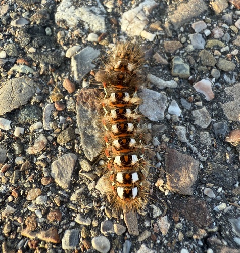 Knot Grass Moth