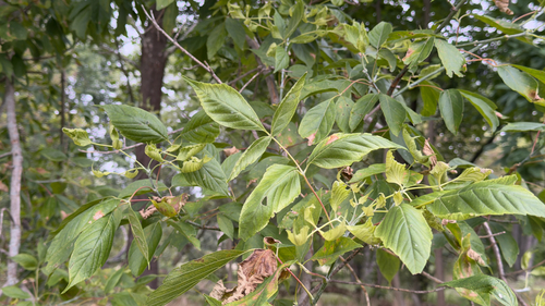 box elder