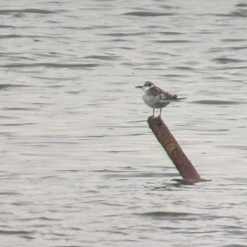 Whiskered Tern