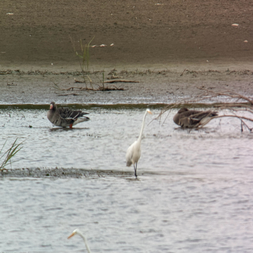 Greater White-fronted Goose