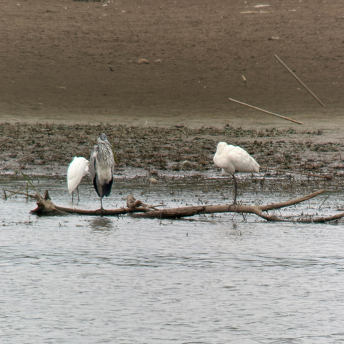 Eurasian Spoonbill