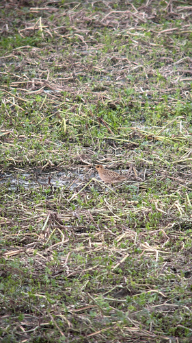 Pacific Golden-Plover